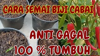 cara semai biji cabai anti gagal [upl. by Drape]