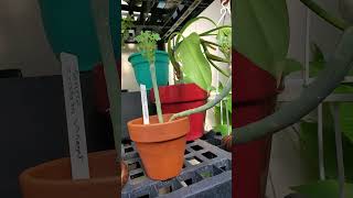 The Secret to better variegation garden containergardening [upl. by Aseen177]