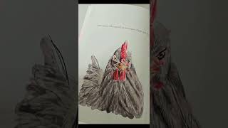 Livre de couture illustré en cours d écriture [upl. by Atnuhs38]