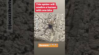 One bite from this spider and your done your finito😱 jumpingspider trapdoorspider [upl. by Elahcim]