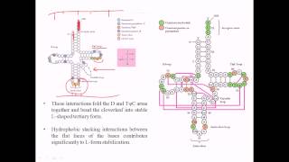 Structure of tRNA [upl. by Ott]