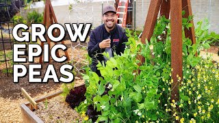 How to Grow Peas From Seed to Harvest [upl. by Ariak]