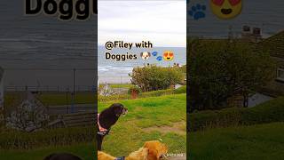 Filey with Dogs 🐶🐾 Rang The Bell at First Attempt 🔔🥳shorts [upl. by Thayne]