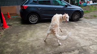 Borzoi spinning and chasing its tail [upl. by Janus353]