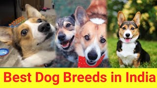 Dog breed name demand  dog 4K Video dog viral shorts [upl. by Dragoon]