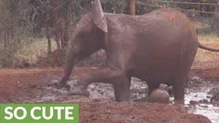 Baby elephant adorably plays soccer in a water hole [upl. by Malinde]