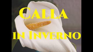 Calle in Inverno Come gestire la Calla o Zantedeschia aethiopica Tutorial Giardinaggio [upl. by Red]