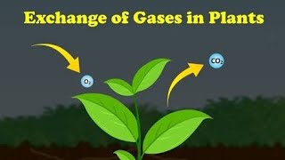 Gaseous ExchangeGaseous exchange in Plants Photosynthesis amp Respiration in Plants [upl. by Yesnil]