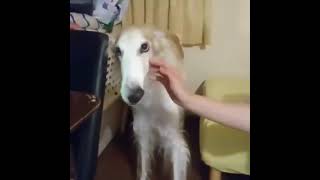 borzoi dog nose slide whistle [upl. by Aneekahs]