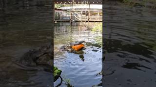 Did you know crocodilians have over 2000 PSI per bite shorts youtubeshorts pumpkin halloween [upl. by Narcissus83]