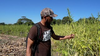 Cazando En Los Campos De El Salvador [upl. by Perkin]