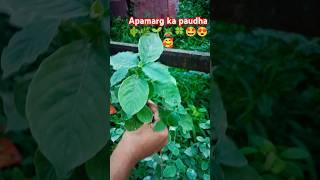 Apamarg ka paudha 🍀🌱🌿🪴🤩😍🥰nature plants gardening garden shorts short youtubeshorts viral [upl. by Giuditta]