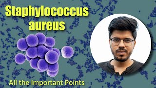 Staphylococcus aureus  Microbiology  CONs  Gram Positive Bacteria [upl. by Xonel]