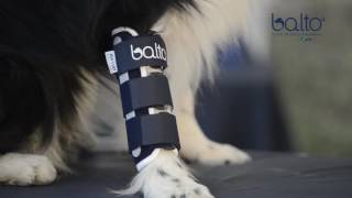 BT BONE  BALTO ORTHOPEDIC DOG RADIUS ULNA AND RADIUS CARPUS BRACE [upl. by Aicemak]