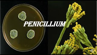 Penicillium [upl. by Eneri]