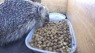 Mesmerizing Hedgehog Mealtime Madness Full Colour [upl. by Harilda]