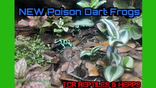 New Dart Frogs Dendrobates Auratus [upl. by Gustafson]