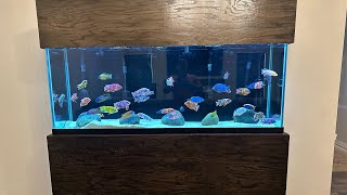 AFRICAN CICHLID TANK 150 Gallon [upl. by Mirak]