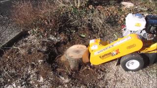 Carlton 900H stump grinder [upl. by Athena]