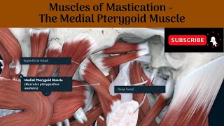 Medial Pterygoid Muscle  Origin  Insertion  Nerve Supply  Actions  Relations [upl. by Ollehto]