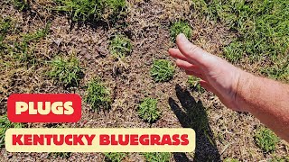 How Fast Do Kentucky Bluegrass Plugs Spread [upl. by Ivett]