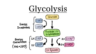 Glycolysis  MCAT Biochemistry [upl. by Charry]