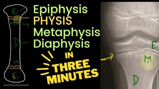 Physis Epiphysis Metaphysis and Diaphysis 🦴  in 3 MINUTES [upl. by Magdala19]