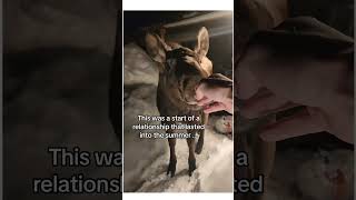 This moose needed help wholesome cute animals story shorts moose [upl. by Mandie66]