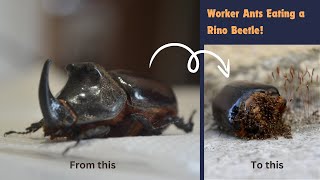 Tetramorium Workers Eating Rinoceros Beetle Timelapse entomology myrmecology ants [upl. by Moffat411]