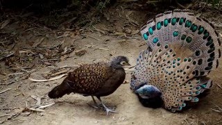 Bornean peacockpheasant [upl. by Lanam]