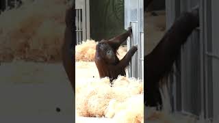 Suriya Nilah and Motas Orangutans Escapeshortsorangutansfunnyvideofunnyanimalzoo [upl. by Enyr]