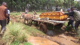 NEGLECTED KURESOI NORTH RESIDENTS CARRY BODY ON DONKEYS DUE TO POOR ROADS [upl. by Nedle]