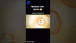 Malarialifecycle [upl. by Hosbein]