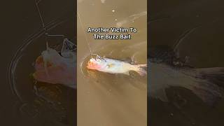 Another One Bites The Dust To The Buzz Bait bassfishing [upl. by Noseyt]