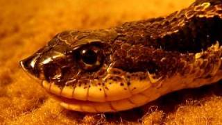 Eastern Hognose Snake Eating an American Toad [upl. by Anoyk]