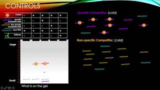 EMSA Electrophoretic Mobility Shift Assay Fig 536 [upl. by Il]