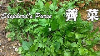 噹噹噹！薺菜大現蹤，野友們多留意！Capsella bursapastoris [upl. by Oria251]