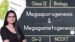 Class 12  Megasporogenesis amp Megagametogenesis  NCERT [upl. by Bedell]