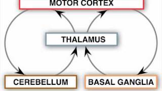 Anatomy Motor Exam  Control Circuits [upl. by Bonni676]