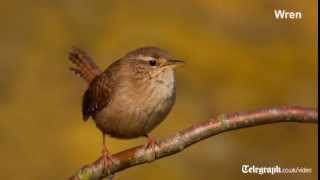 Birdsong for beginners [upl. by Eirrej]