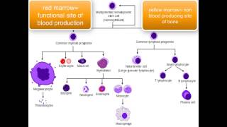 Immunology  introduction [upl. by Acinet458]