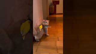 Cat pet behavior is very cute and unique part 16 cat cates funny catts cute catt funnycats [upl. by Nathan]