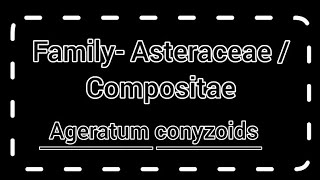 Family AsteraceaeCompositae  Ageratum conyzoids  General characterclassificationfloral diagram [upl. by Eiduam]