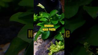 Anubias Nana Petite [upl. by Yclek]