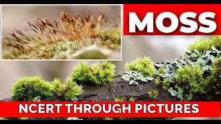 Plant kingdom 04  MOSSES Class 11 CBSE NCERT  NEET NCERT through pictures  Bryophytapart 3 [upl. by Ramedlaw]