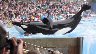 Shamu Show Incident Nov 15 2006 [upl. by Dlorag663]