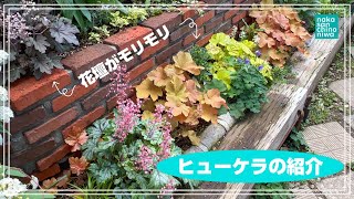 お花紹介 優秀なカラーリーフ ヒューケラの紹介 ヒューケラで花壇がモリモリ！ Heuchera [upl. by Niarb]