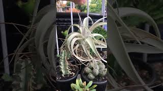 Tillandsia Xerographica airplants tillandsia [upl. by Duong]