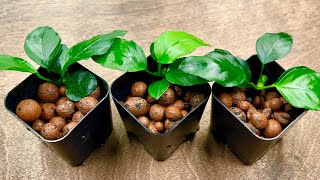 Anubias Propagation  How to Pot Anubias Nana in Hydroton [upl. by Fantasia]