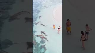 Swimming With Sharks In The Maldives [upl. by Ingra]